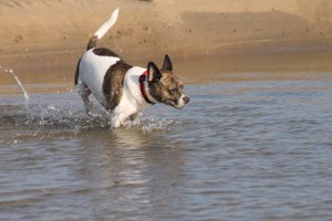 18019300124_d716b9dc1e_o