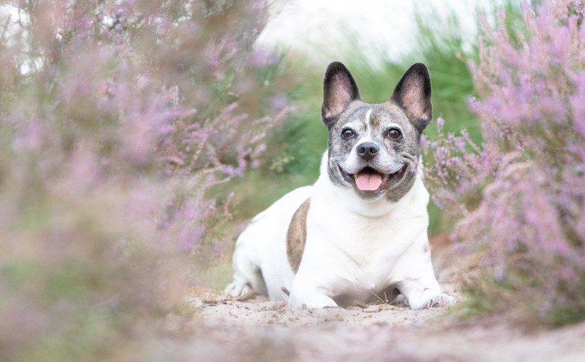 Honden & Familie&nbsp;fotografie